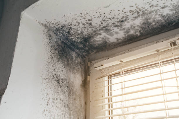 Affordable Mold Removal solutions in Ledgewood, NJ